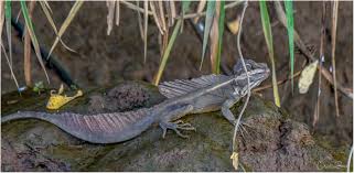 Brown Basilisk