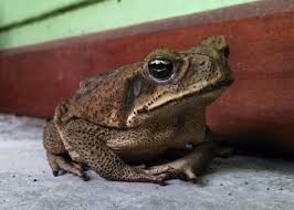 Cane Toad