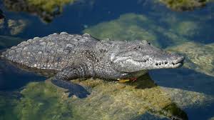 American Crocodile