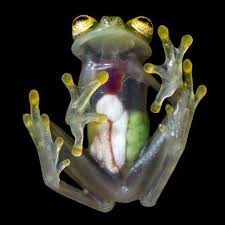 Glass Frog