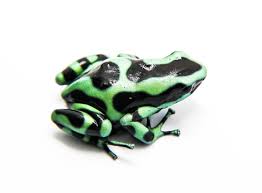 Green and Black Poison Dart Frog