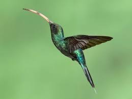 Hermit Hummingbird