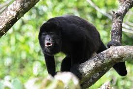 Howler Monkey