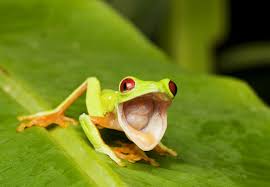 Red-Eyed Tree Frog