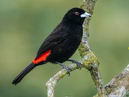 Scarlet-Rumped Cacique