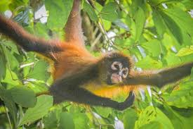 Spider Monkey
