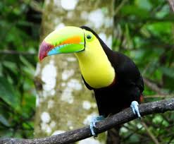 Toucan