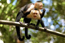 White-Faced Capuchin Monkey